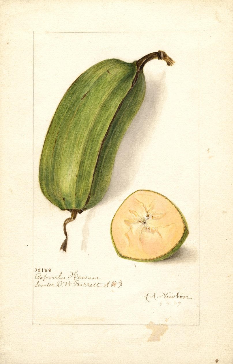 Bananas (Musa: Popoulu Hawaii) (aguarela) de Amanda Almira Newton