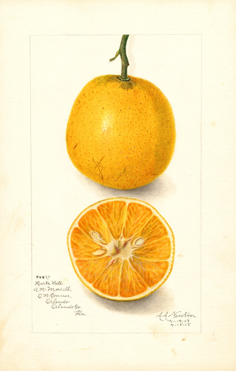 Laranjas tardias Harts (Citrus sinensis) (aguarela) de Amanda Almira Newton