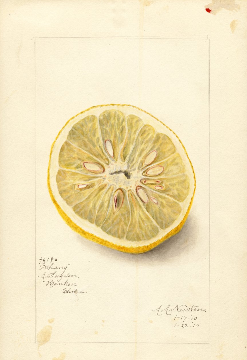 Laranja Ichang (Citrus sinensis) (aguarela) de Amanda Almira Newton