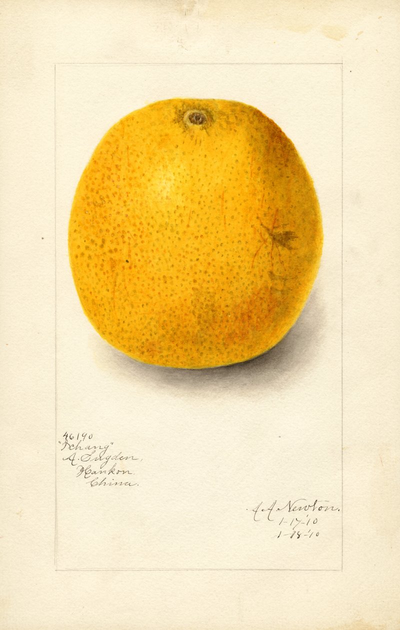 Laranja Ichang (Citrus sinensis) (aguarela) de Amanda Almira Newton