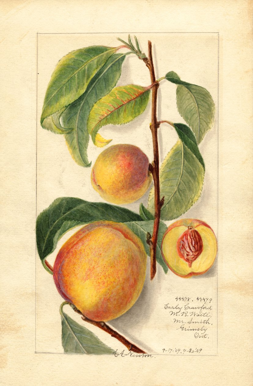 Pêssegos (Prunus persica) (aguarela) de Amanda Almira Newton