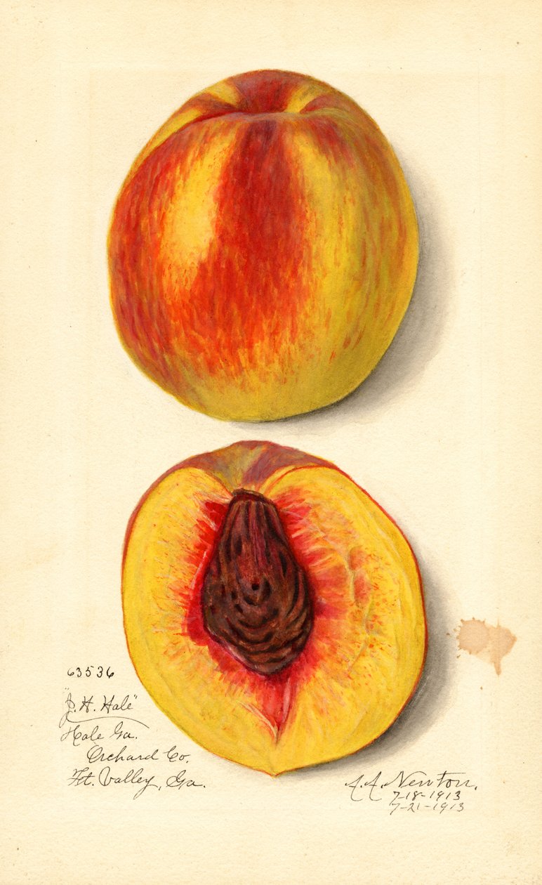Pêssegos ( Prunus persica: J.H. Hale) (aguarela) de Amanda Almira Newton