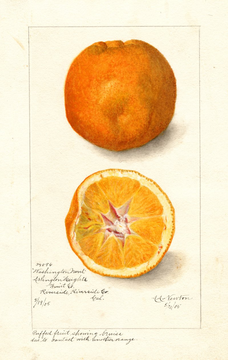 Laranjas Washington Navel ( Citrus sinensis) (aguarela) de Amanda Almira Newton
