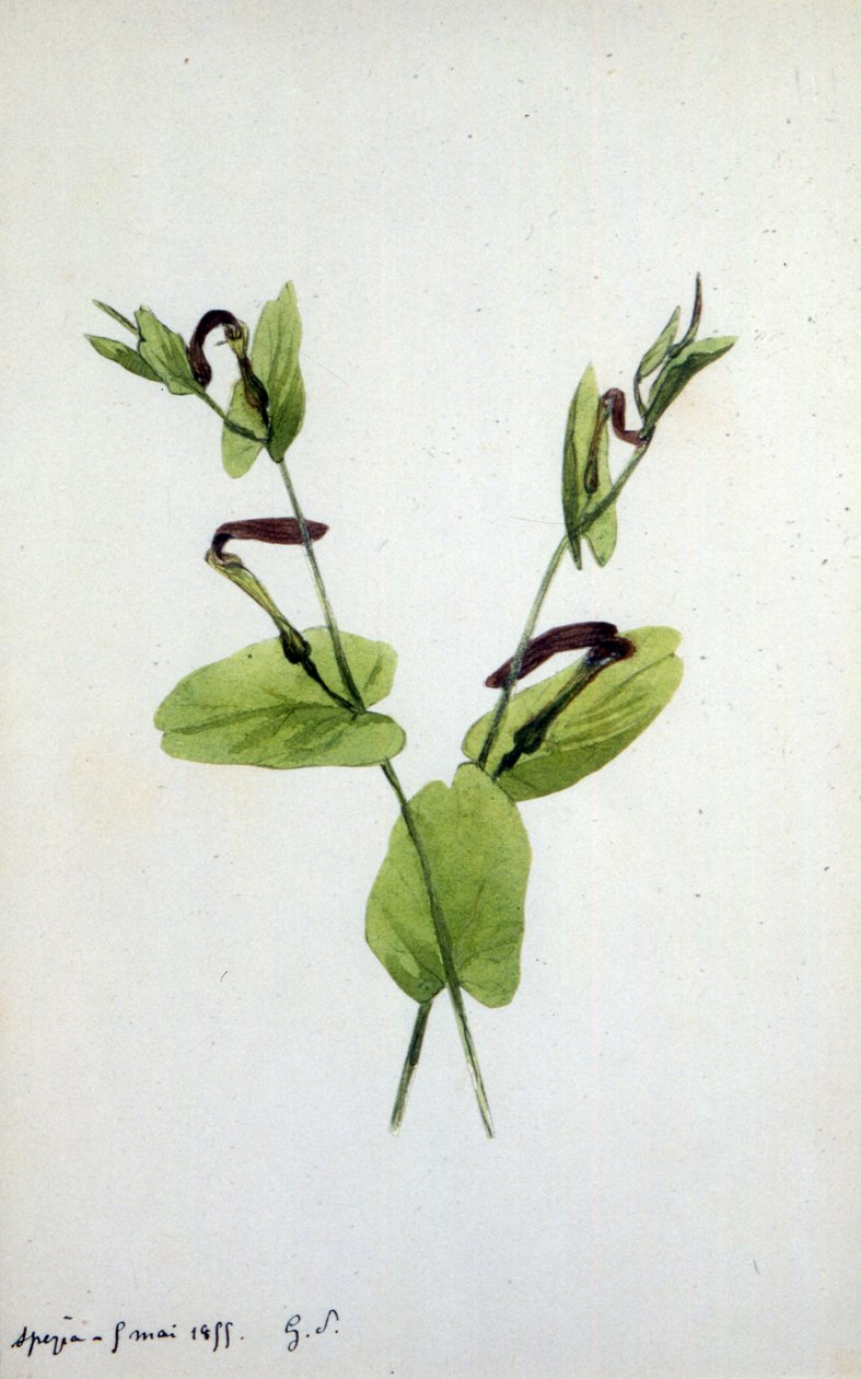 Aristolochia um grande gênero de plantas da família Aristolochiaceae (aquarela) de Amantine Dupin