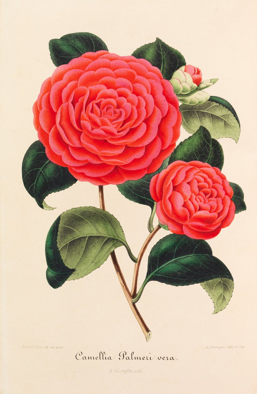 Nova iconografia de Camélias, 1850-1860. de Ambroise Alexandre Verschaffelt