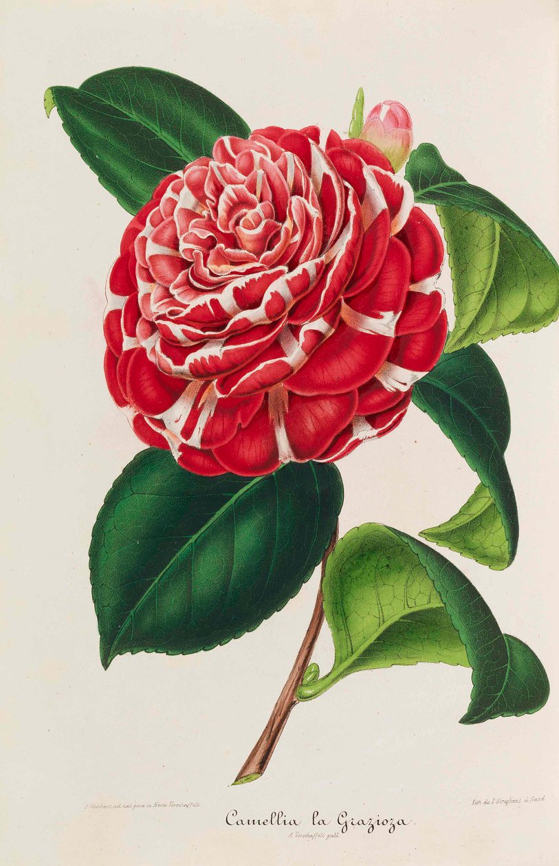 Nova iconografia de Camélias, 1850-1860. de Ambroise Alexandre Verschaffelt