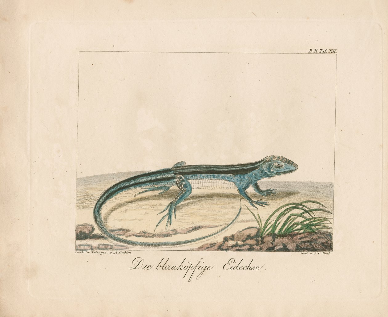 Calango-de-cabeça-azul (gravura em chapa de cobre colorida à mão) de Ambrosius Gabler