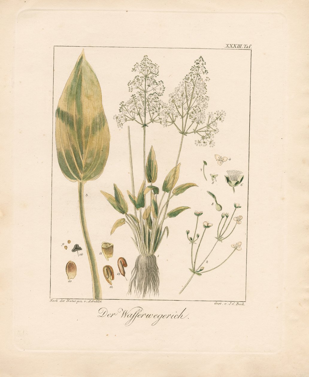Aguapé comum (litografia colorida à mão) de Ambrosius Gabler