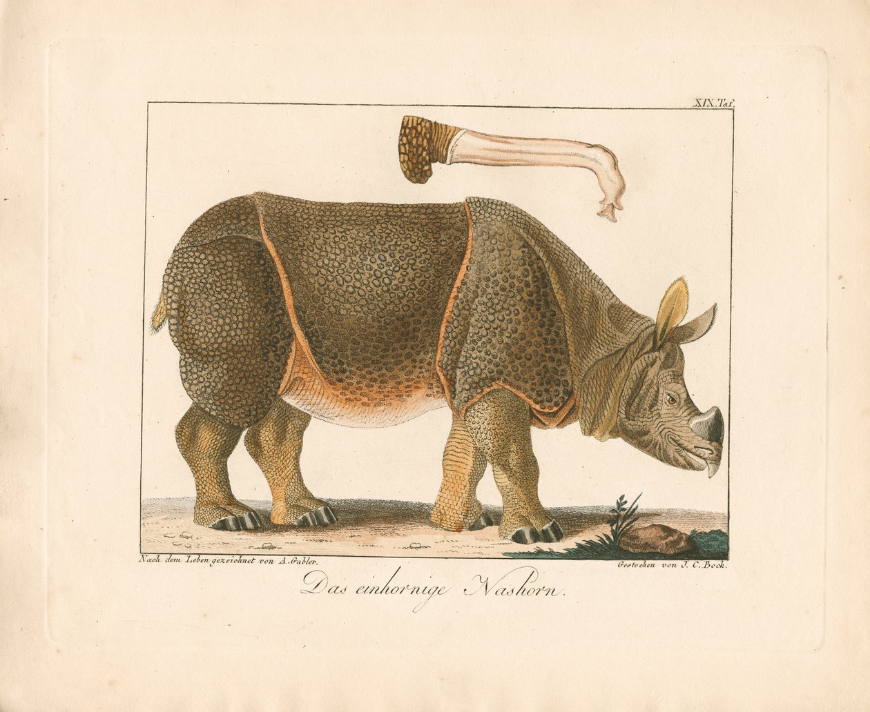 Rinoceronte indiano (litografia colorida à mão) de Ambrosius Gabler