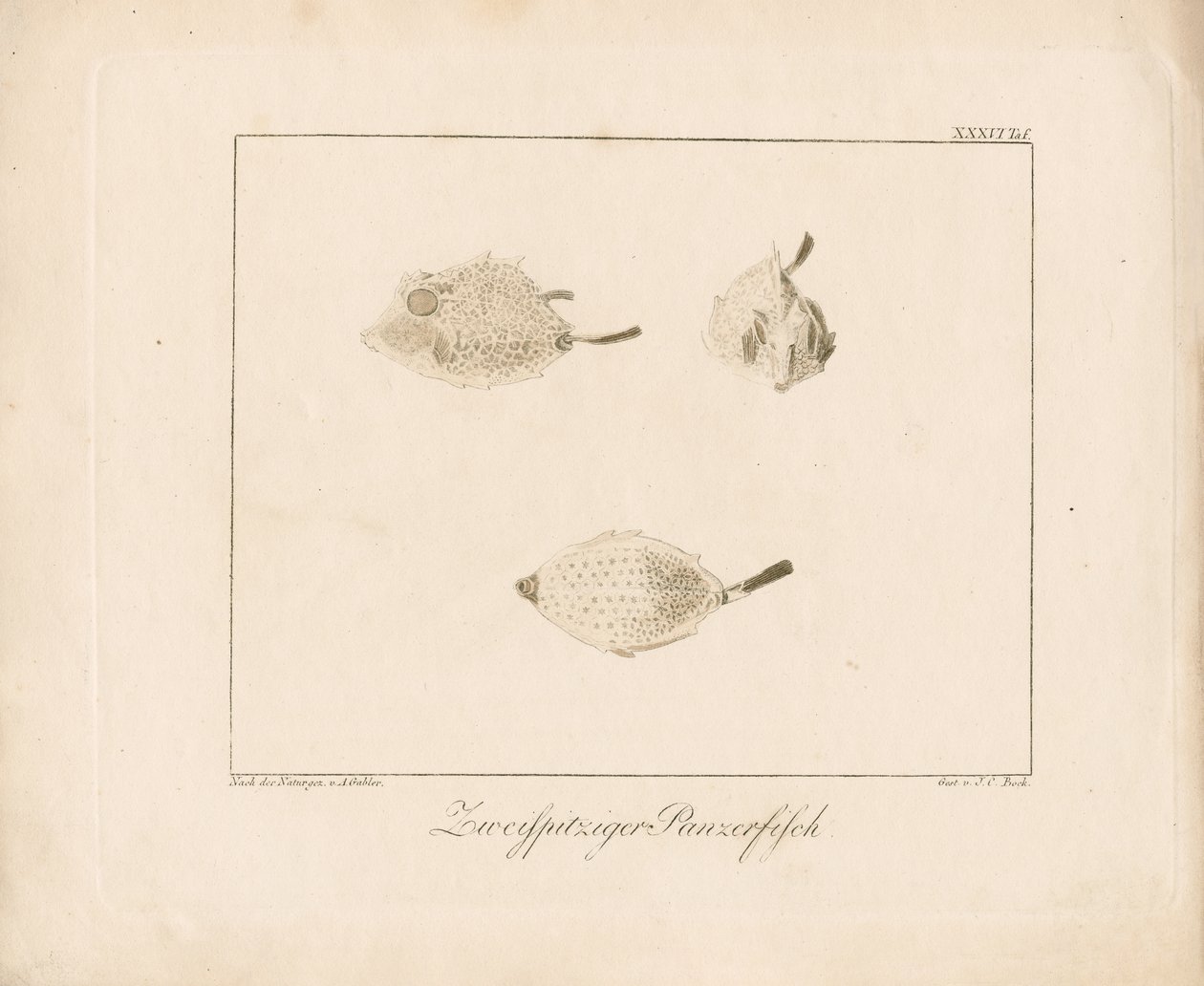 Peixe-vaca de chifre comprido (gravura em cobre) de Ambrosius Gabler