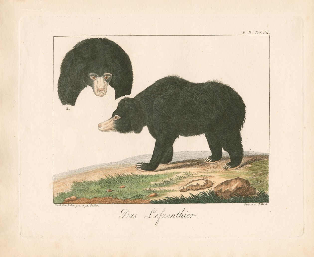 Urso do Sol da Malaia (litografia colorida à mão) de Ambrosius Gabler