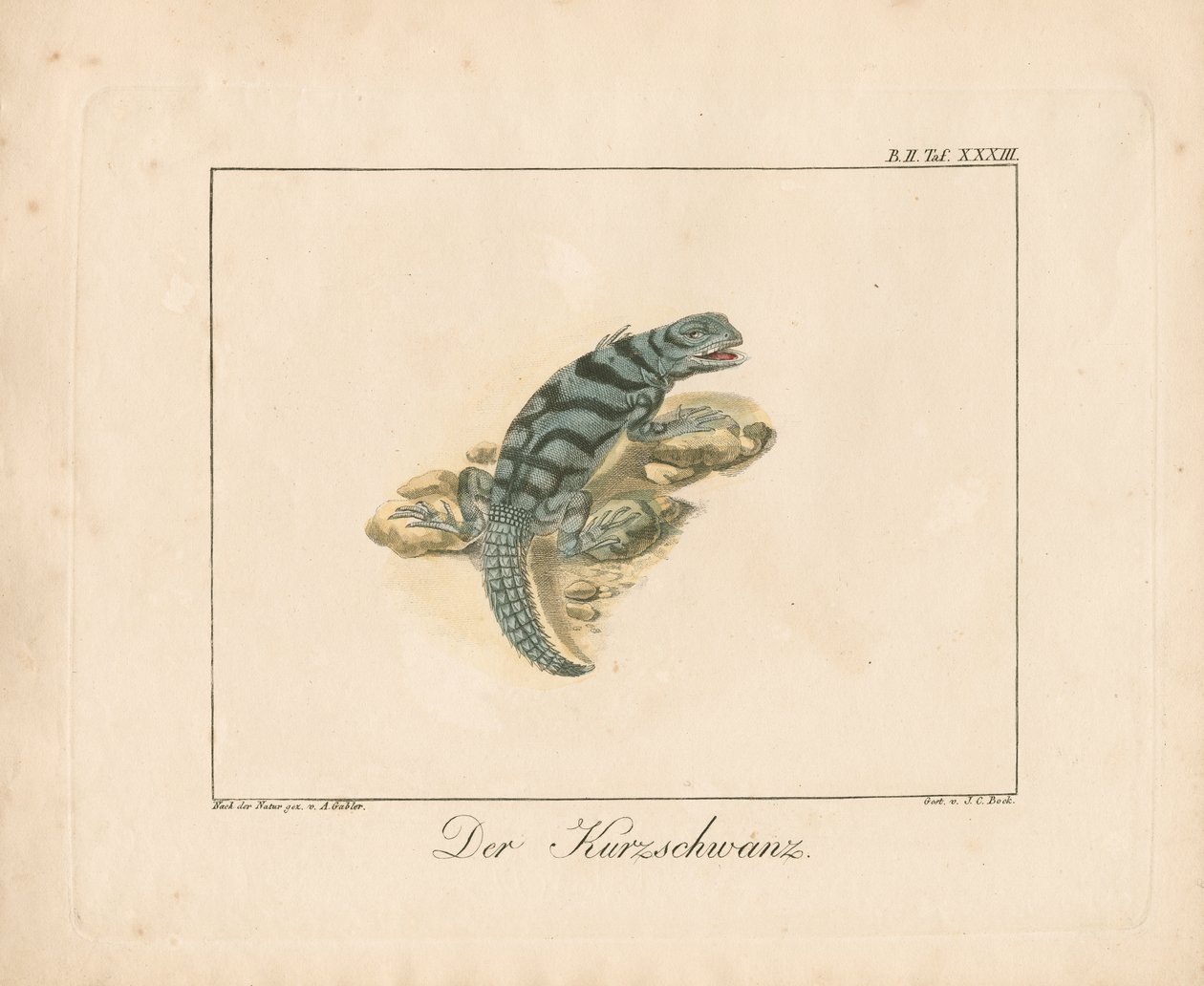 Lagarto de cauda curta (gravura em chapa de cobre colorida à mão) de Ambrosius Gabler