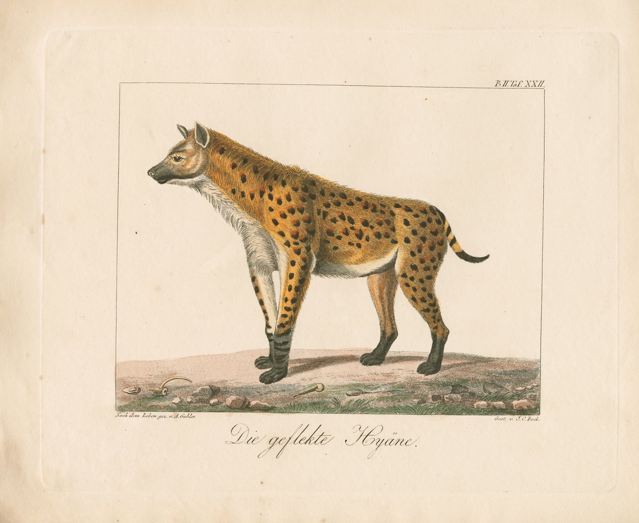 Hiena manchada (litografia colorida à mão) de Ambrosius Gabler