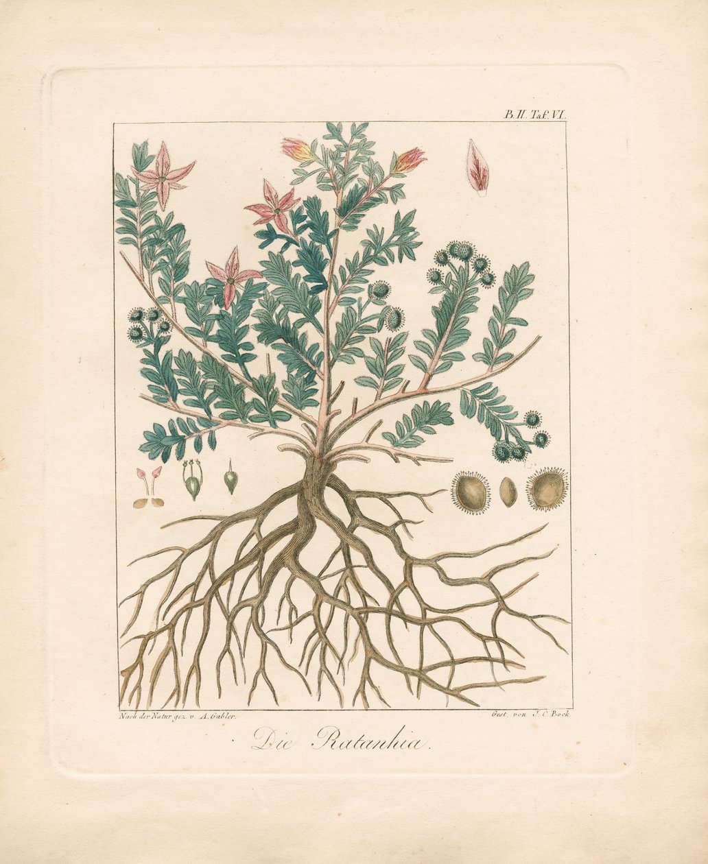 O amieiro (litografia colorida à mão) de Ambrosius Gabler