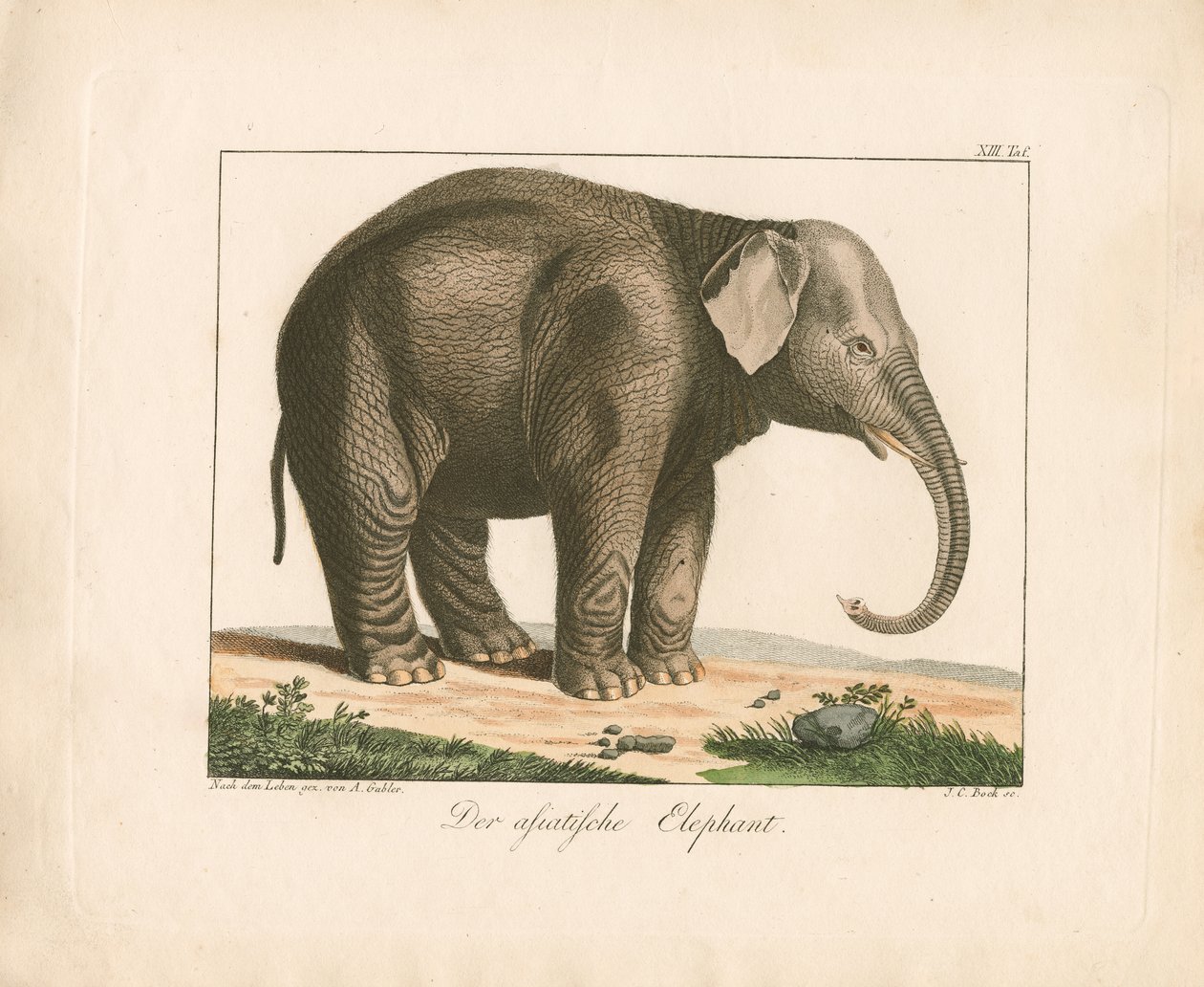 O elefante asiático (gravura a cores) de Ambrosius Gabler