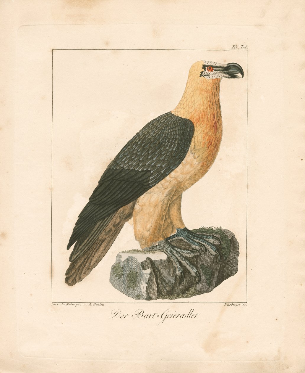 O abutre barbudo (gravura colorida à mão) de Ambrosius Gabler