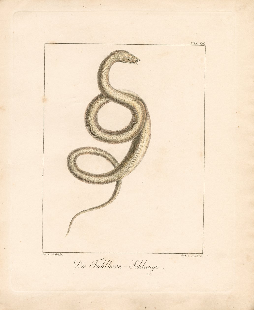  de Ambrosius Gabler