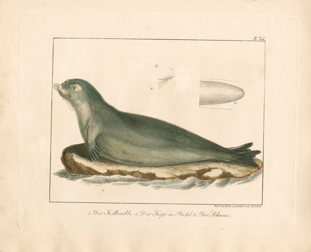 O selo da harpa com pormenores anatómicos (gravura em chapa de cobre colorida à mão) de Ambrosius Gabler