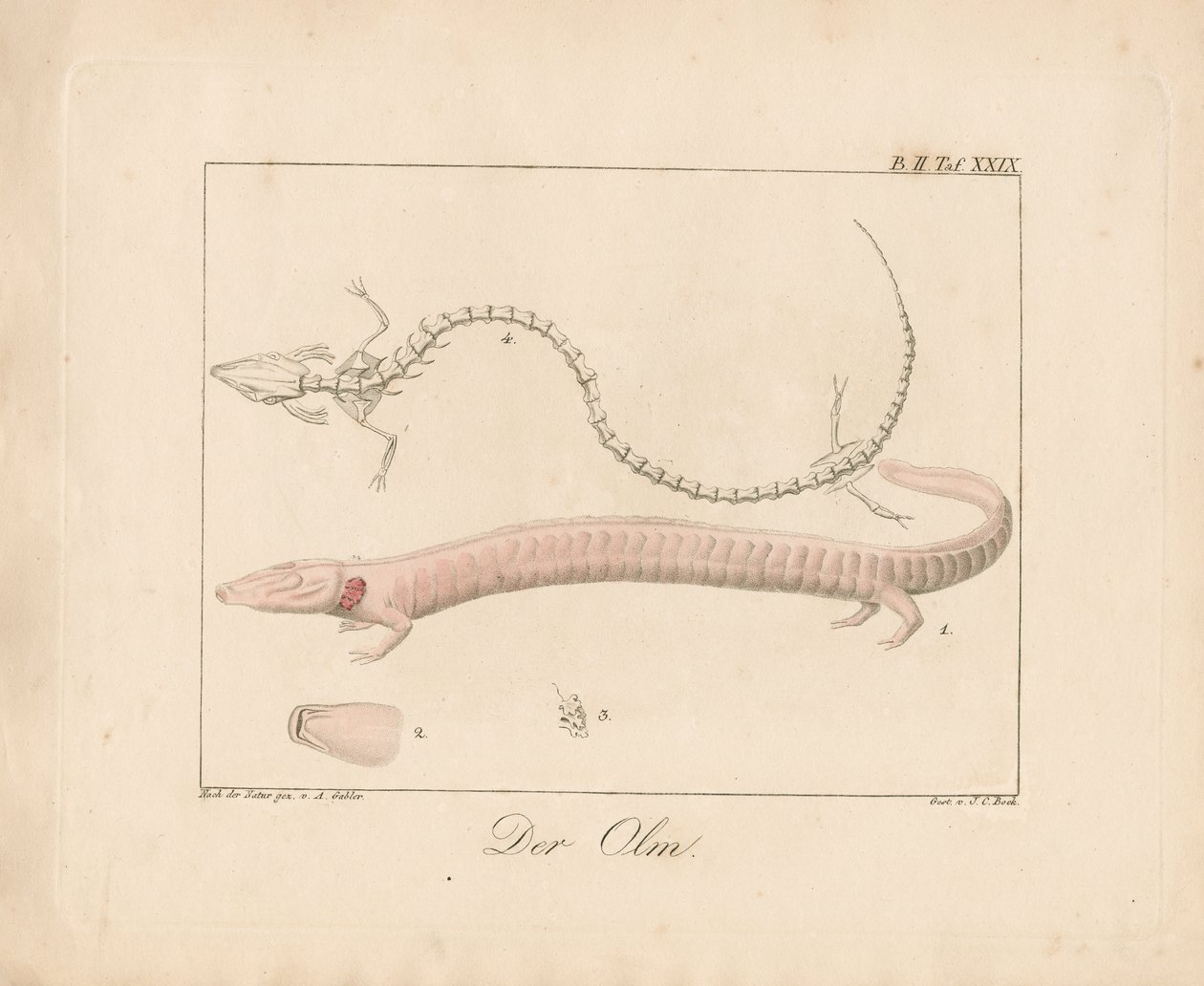 O Olmo (litografia colorida à mão) de Ambrosius Gabler