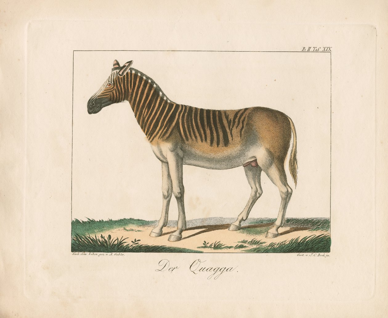 O Quagga (litografia colorida à mão) de Ambrosius Gabler