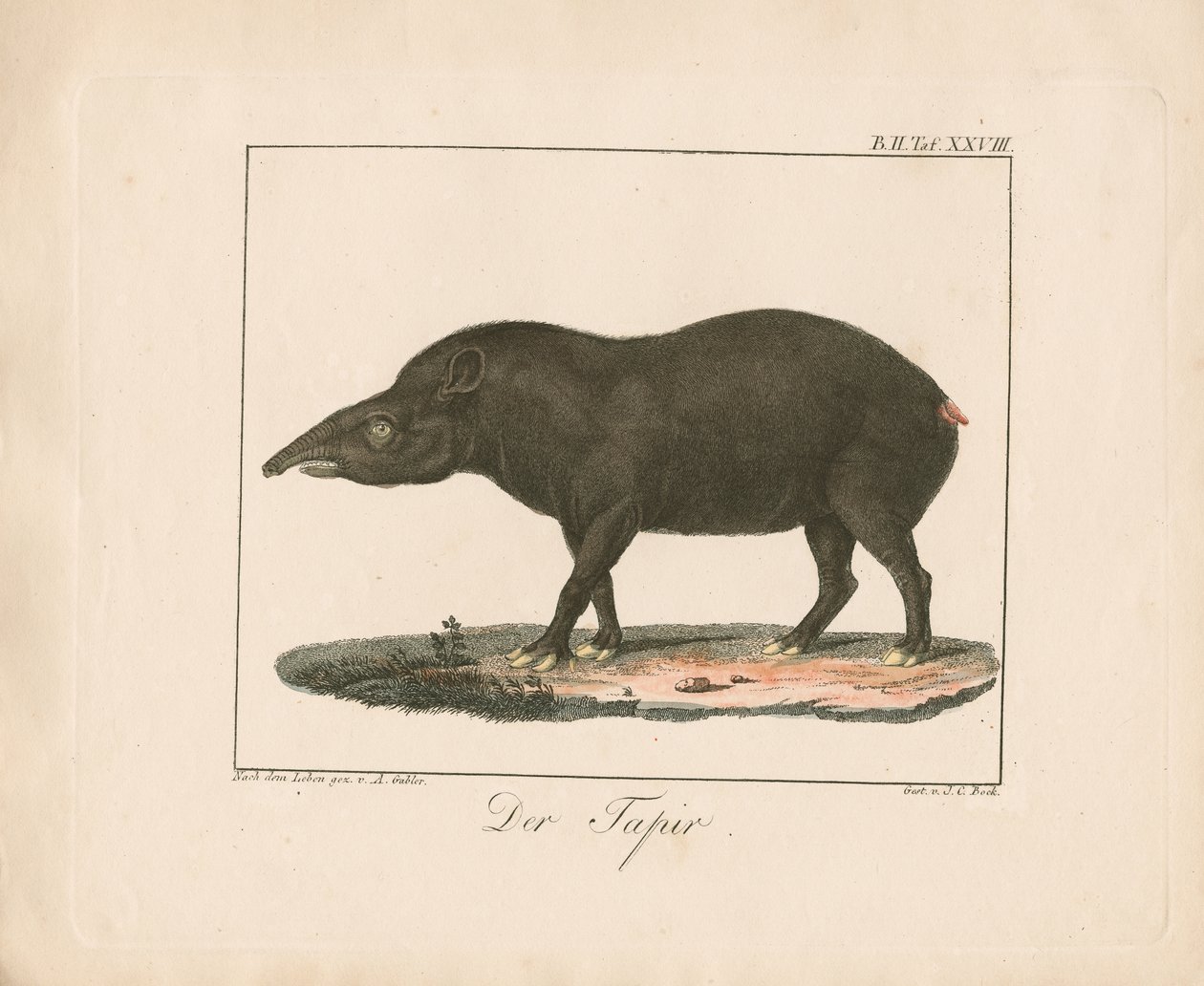 A Anta (litografia colorida à mão) de Ambrosius Gabler