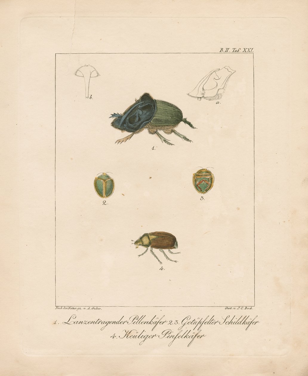 Várias espécies de escaravelhos (gravura em chapa de cobre colorida à mão) de Ambrosius Gabler