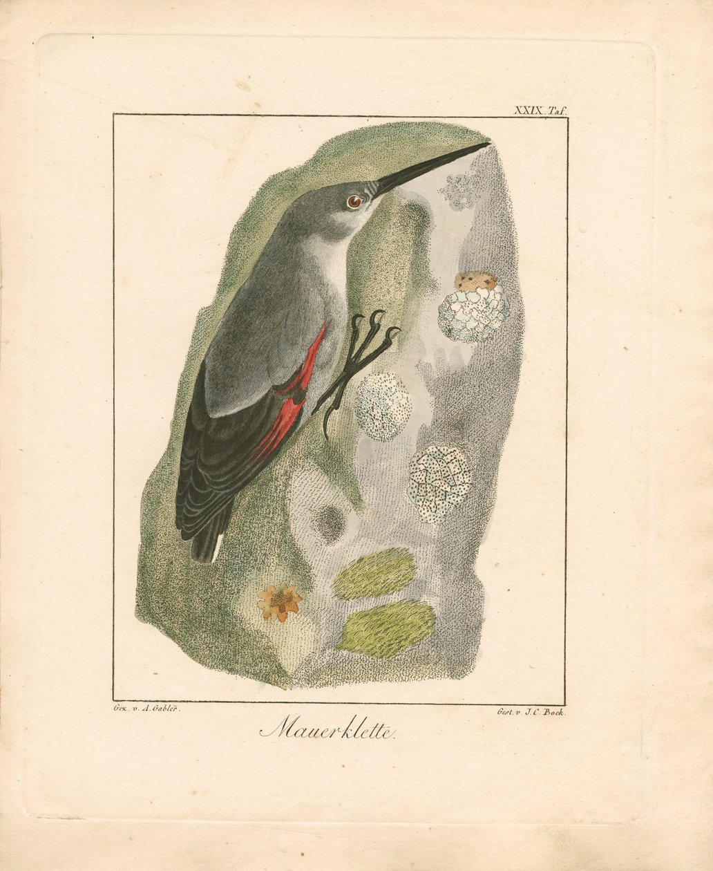 Raspador de paredes (gravura em chapa de cobre colorida à mão) de Ambrosius Gabler