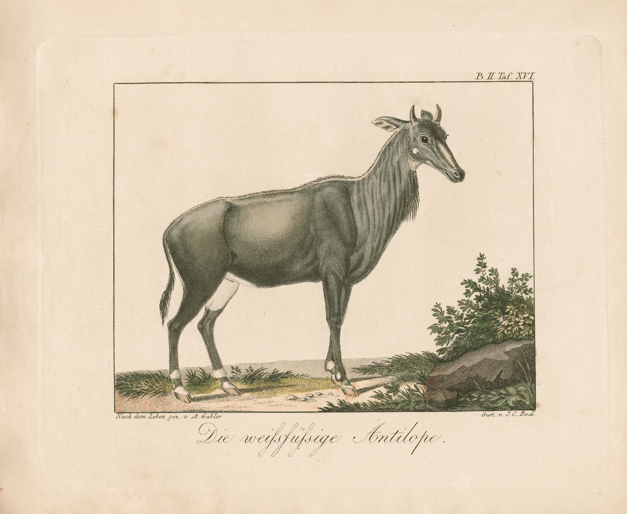 Antílope de patas brancas (gravura em chapa de cobre colorida à mão) de Ambrosius Gabler