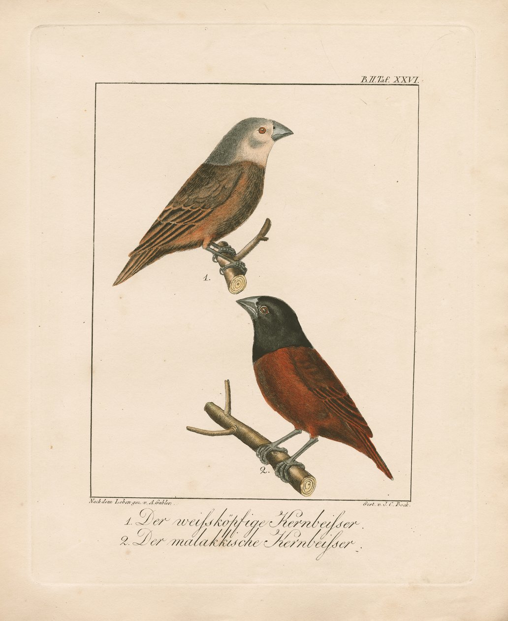 Bico-grossudo-de-cabeça-branca e bico-grossudo-de-malaca (litografia colorida à mão) de Ambrosius Gabler