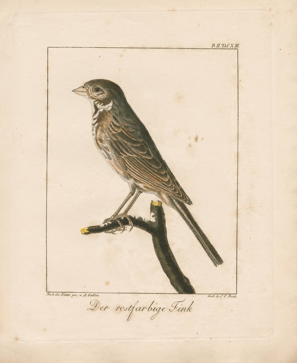 Yellowhammer (gravura em chapa de cobre colorida à mão) de Ambrosius Gabler