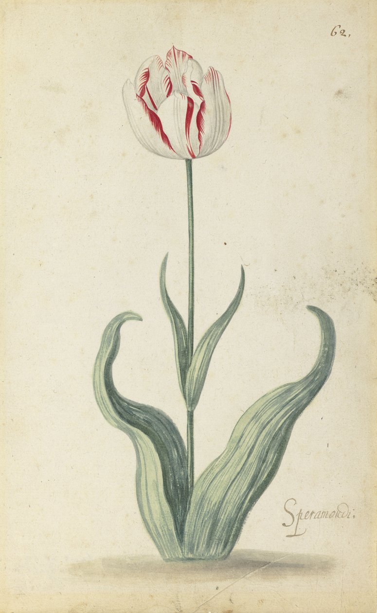 Tulipa "Speramondi", de um álbum de flores, c.1640 de Ambrosius the Younger Bosschaert
