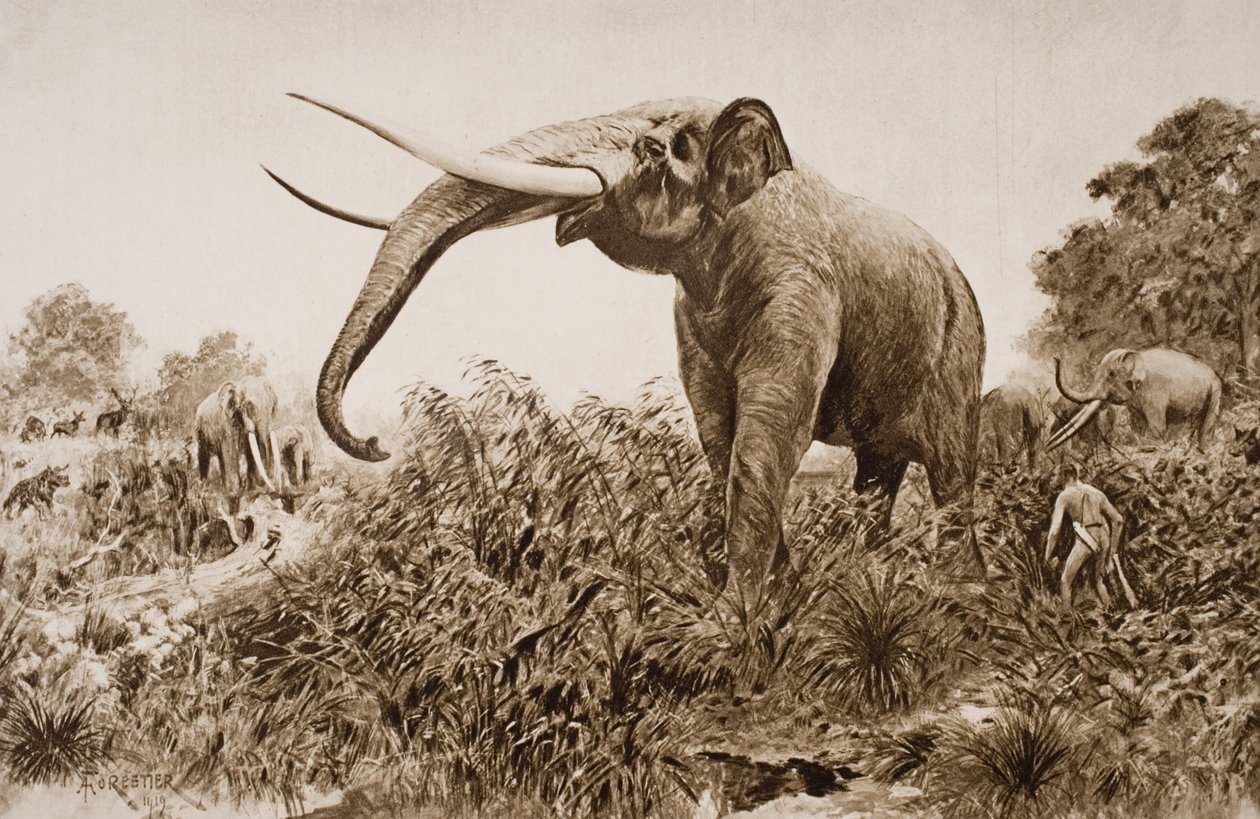 O elefante de Chatham, ilustração de "O esboço da história" por HG Wells, Volume I, publicado em 1920 (lito) de Amedee Forestier