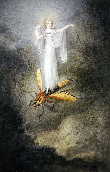 The Moth Fairy, c.1860 (aquarela, caneta e tinta preta) de Amelia Jane Murray