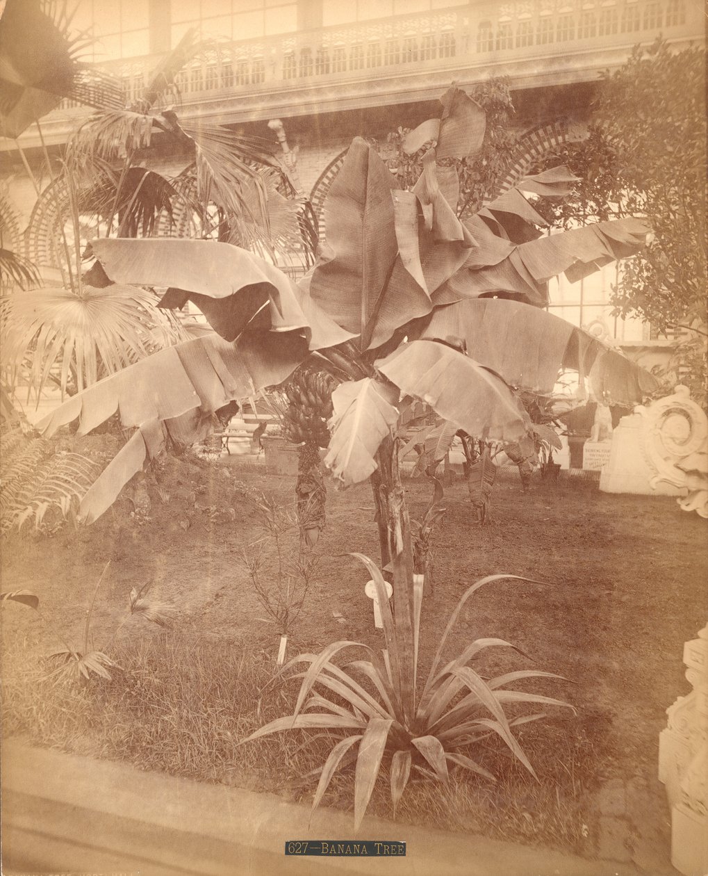 Banana Tree, Exposição do Centenário da Pensilvânia, 1876 (impressão de albúmen de prata) de American Photographer