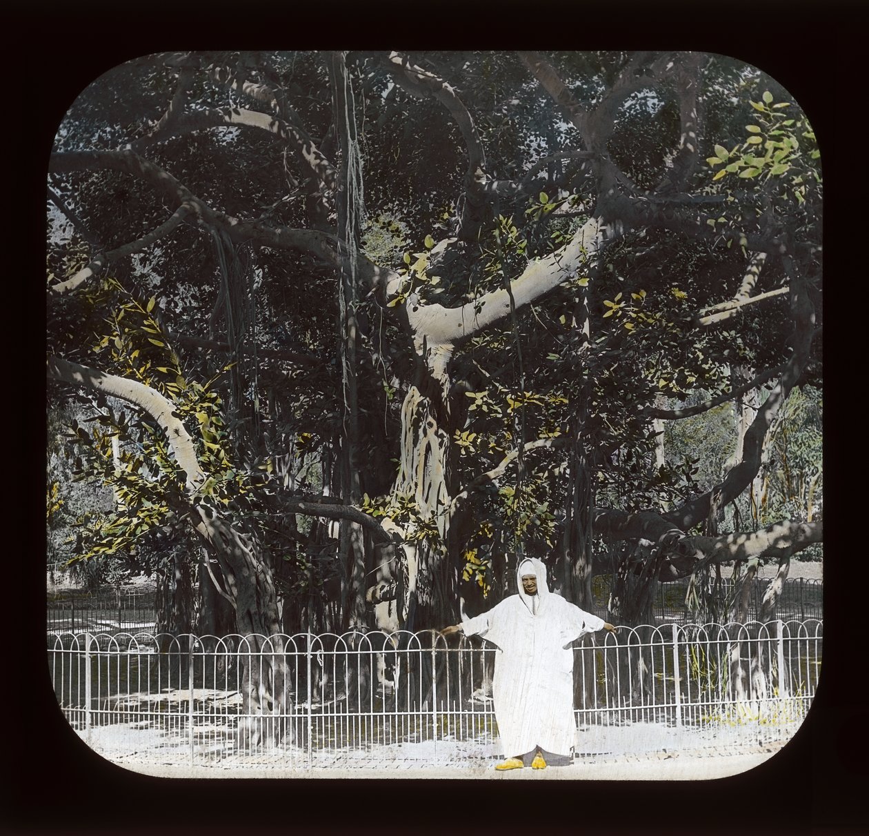 Egito - Banyan Tree, Esbekiyeh Place, Cairo (toboágua) de American Photographer