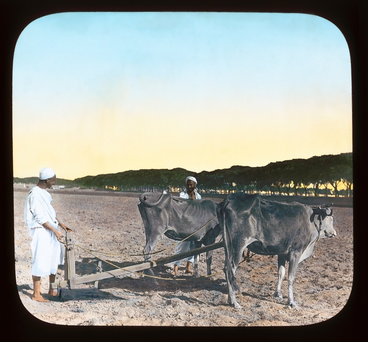 Egito - homens arando (slide de lanterna) de American Photographer