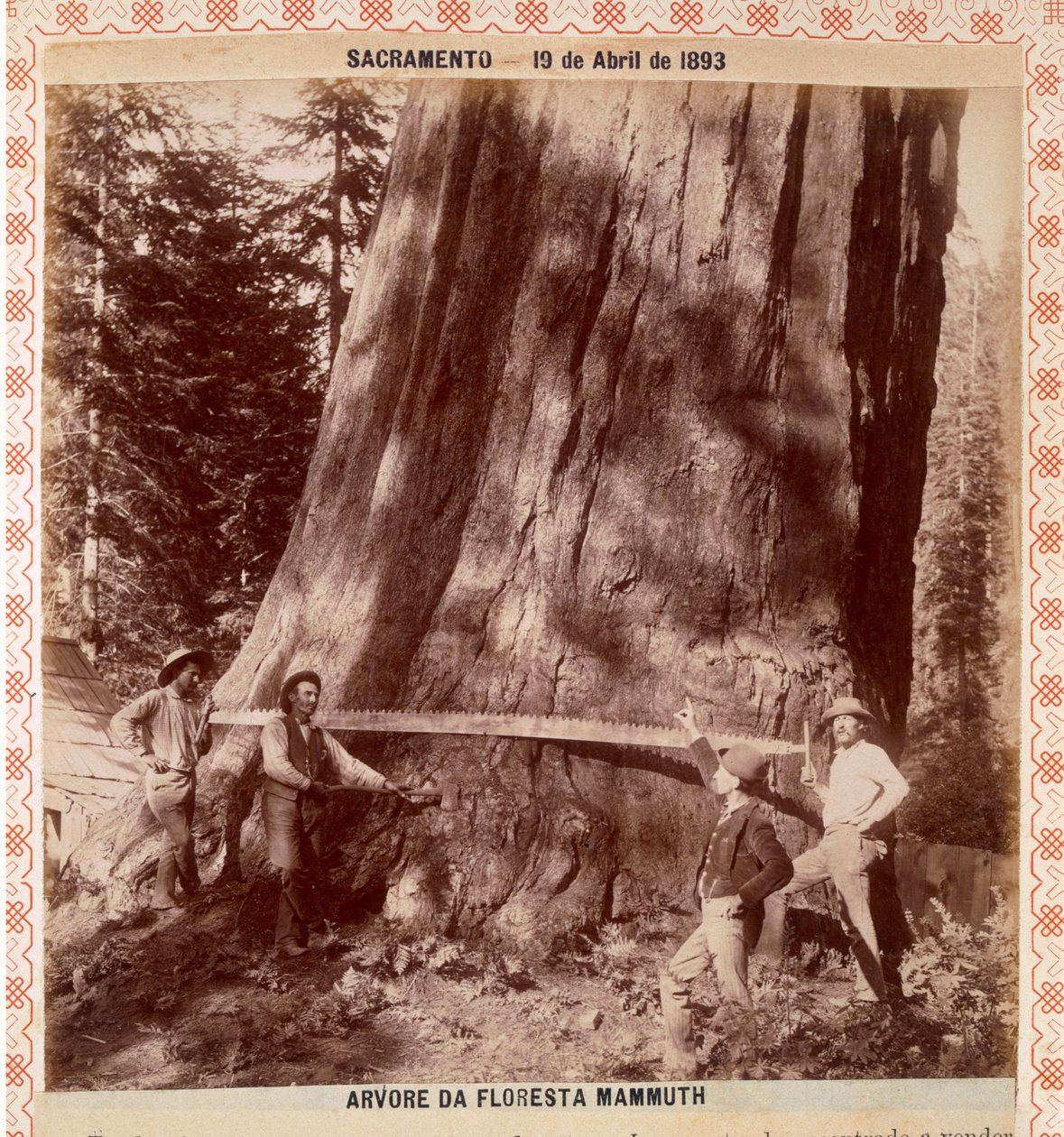 Lenhadores prestes a derrubar uma Redwood Gigante com uma serra de arrasto, Sacramento, Califórnia, 1893 (albumen print) de American Photographer