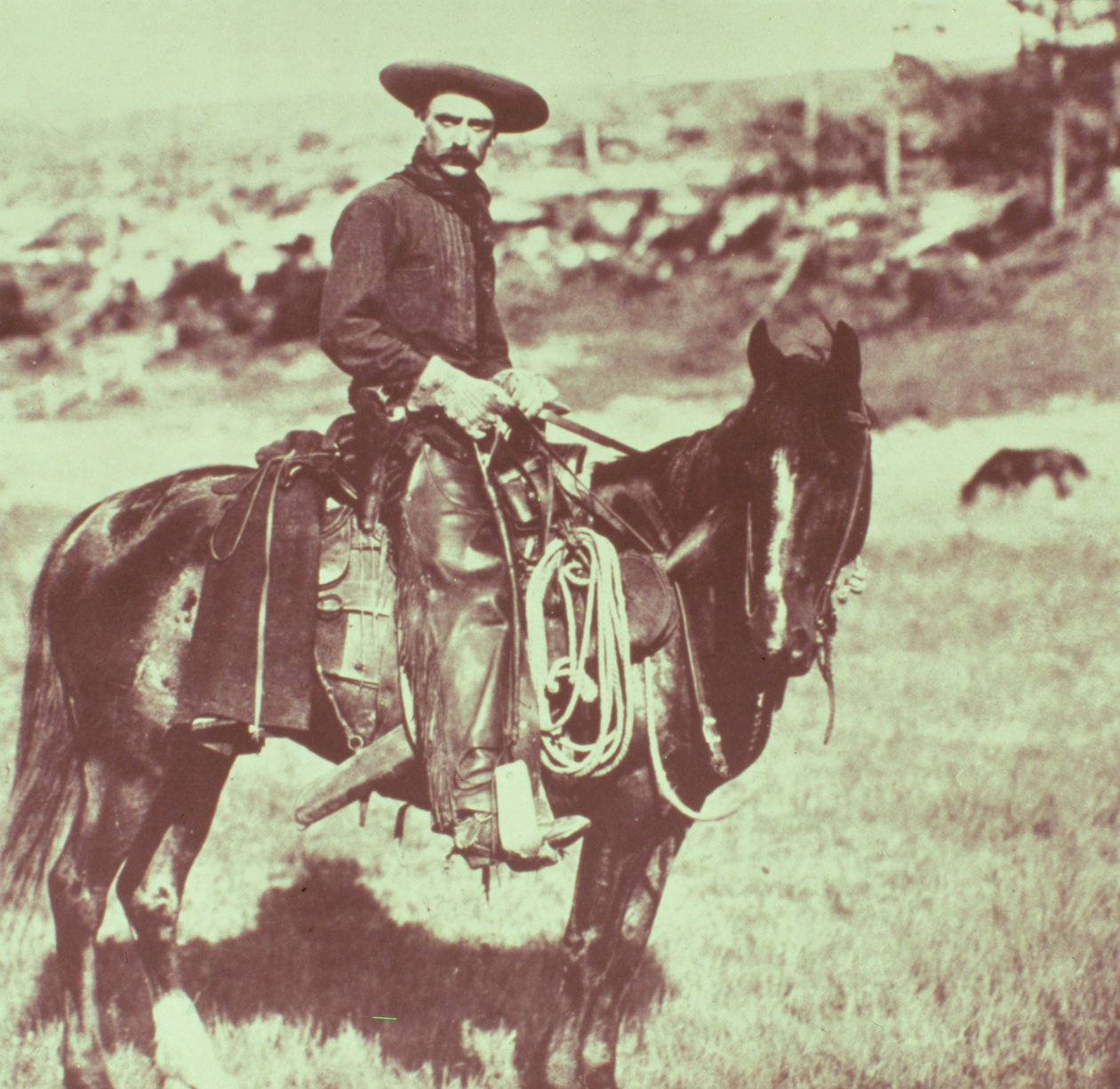 Vaqueiro de Montana, c.1880 de American Photographer