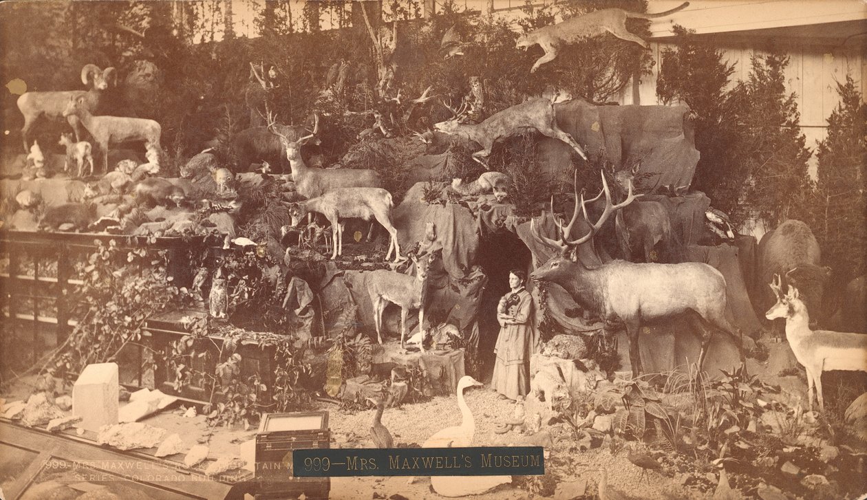 Mrs Maxwells Museum (impressão de albúm) de American Photographer