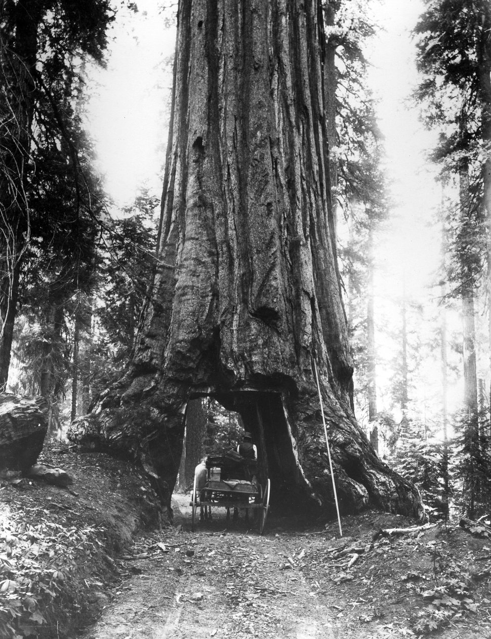 A árvore do túnel de Wawona no bosque de Mariposa, tarde C19th de American Photographer
