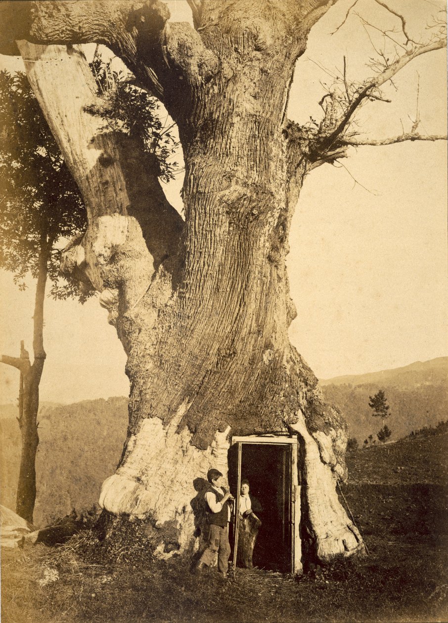 Dois meninos na porta de sua casa na árvore, c.1870-80 de American Photographer