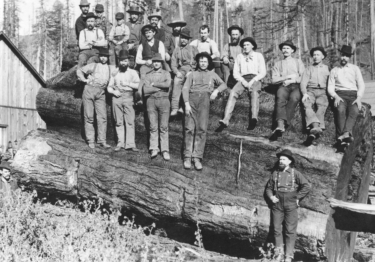 Lenhadores na Califórnia, 1891 de American Photographer