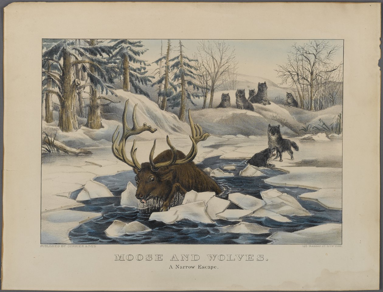 Alce e Lobos, A Narrow Escape, publicado pela Currier & Ives, Nova York (litho colorido à mão) de American School