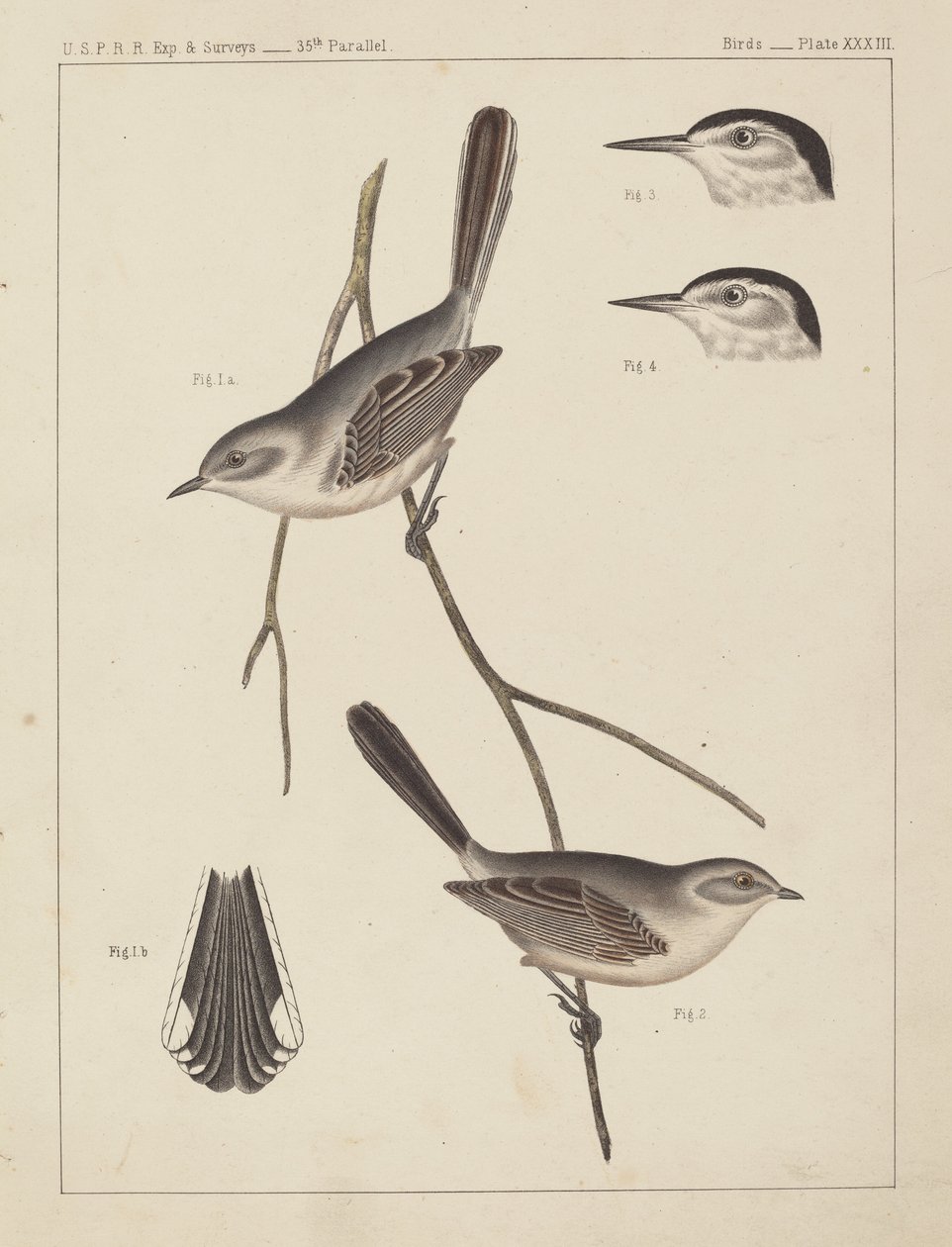 Aves - U.S.P.R.R. Exp. & Pesquisas, 35º Paralelo de American 19th Century