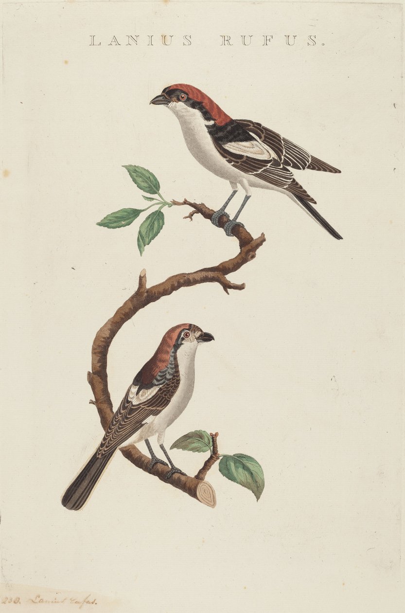 açougueiro vermelho de American 19th Century