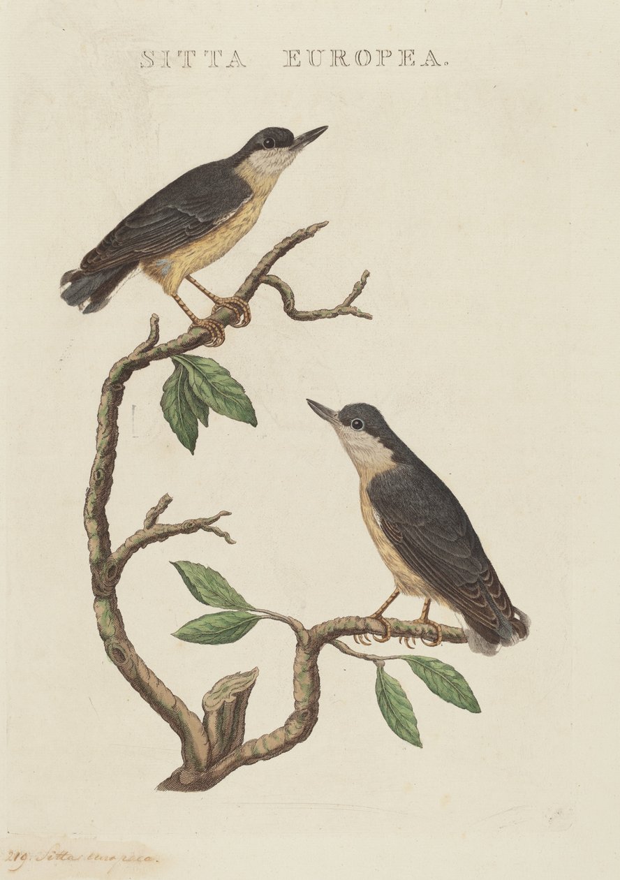 Sitta europaea de American 19th Century