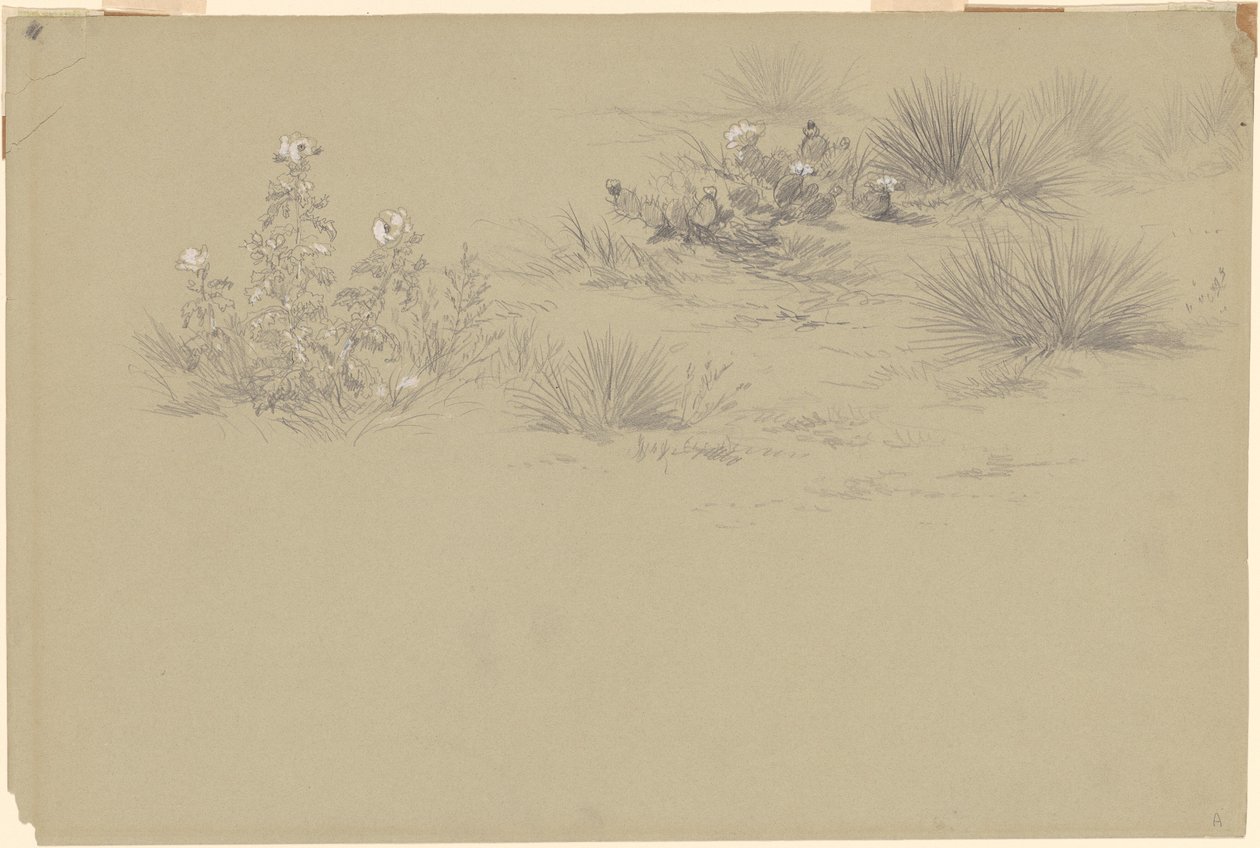 Arbusto florido e plantas do deserto de American 19th Century after John Frederick Kensett