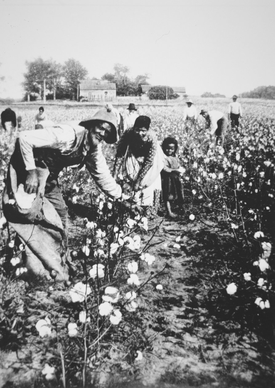 Colhedores de algodão preto, c.1900 (foto a p/b) de American Photographer