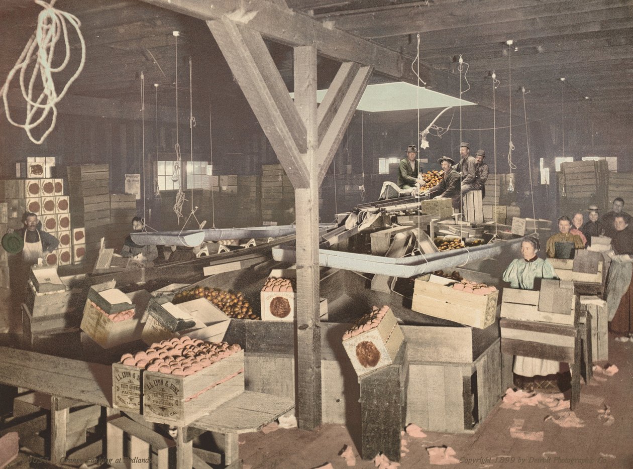 Embalagem de laranjas em Redlands, publicado em 1899 (foto) de American Photographer