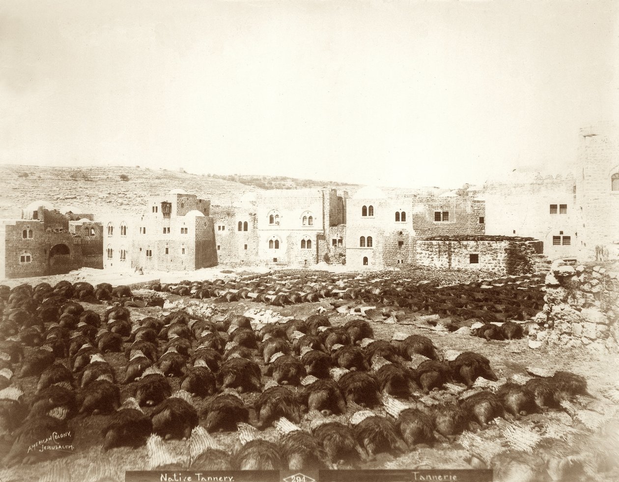 Curtume em Hebron com peles dispostas em primeiro plano, 1898-1911 de American Photographer